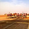 Camels crossing the road