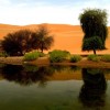 Mystery pond in the middle of the desert, in Liwa Oasis on the edge of the Empty Quarter