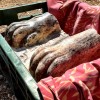 Paws of the Egyptian sphinx recently unearthed at Tel Hazor in Israel