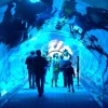 Tourists at the #Dubai #Mall #aquarium. #uae #cnnime