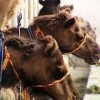 Forget cappuccino, Dubai drinkers get a taste for camel-ccino