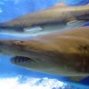 Real-life ‘Jaws’ terrorizes Egypt coast