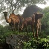 #Camels in the mist. Grazing 20 kilometers from Oman's border with #Yemen. #Salalah #Oman #travel #CNNIME #camel