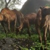 A monsoon that transforms Arabia’s deserts