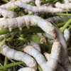Slo-mo silkworms at a farm in #China. #CNNsilkroad #travel