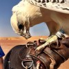 A Siberian falcon eating breakfast – a fistful of fresh quail meat – in the desert outside Dubai. #UAE #Dubai #falcon