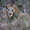 #Simba hiding in the grass. #kenya