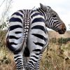 Up close and personal with a zebra. #kenya