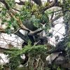 Tropical biodome built in a desert featuring the 'world's largest man-made tree' and over 3,800 plants and animals mostly imported from the Amazon rainforest. Including a sloth or two. You guess the city.